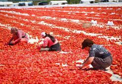 İzmir Torbalı’da kırmızı altın sezonu: 13 kilodan sadece 1 kilo çıkıyor, 90 ülkeye gönderiliyor