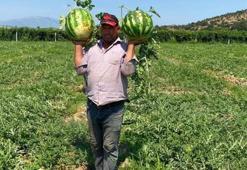 Tarlada verilen fiyatı duyunca vazgeçti! Manisalı çiftçi çözümü pazarda buldu