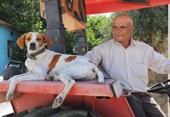 Üç yıl önce sahiplendiği köpek yol arkadaşı oldu: Motosikletin arkasına binip eve dönüyor, traktörü kimseye bırakmıyor!