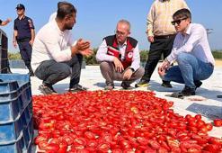Saruhanlı'nın 'kırmızı altını' dünyaya açılıyor! 1.500 ton ihraç ediliyor