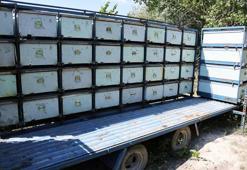 Niğde'de arıcılıkta rekor kırıldı: 3 tona yakın kaliteli bal hasadı gerçekleştirildi
