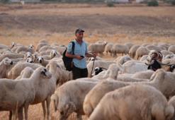 Kırıkkale'de 350 küçükbaş hayvan hırsızlığında şok detay: Kendini iple bağlatan çoban planı deşifre oldu