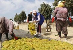 Manisa’da yerli tarım işçisi ücretleri belli oldu