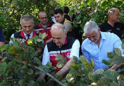 Ordu’da fındık hasadı resmi olarak başladı