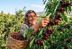 Kirazın fiyatını 5 katına çıkaracak hamle: Malatya'da hayata geçiyor