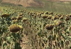Trakya'da tarlalara sarı altın bereketi: Dekar başına 225 kilo aşılacak! 'Yağışlar kurtardı ama son sıcaklar korkuttu'