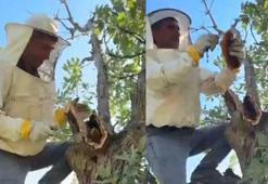 Meşe ağacının gövdesinden 3 kilo bal çıktı