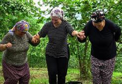 Karadeniz'de horonlu fındık hasadı başladı! İşçilerin yevmiyesi belli oldu