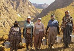 Hakkari yaylalarında kadınların emeği berekete dönüşüyor: Şemdinli'de geleneksel sağım mesaisi sürüyor!