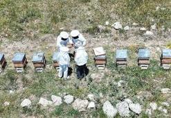Süzme altın için geri sayım: Erzincan yaylalarında hasat heyecanı