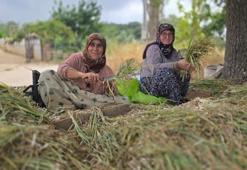 Ocak ayında ekildi, şimdi yeniden toprakla buluşuyor! Bandırma’da hasat öncesi kritik mesai