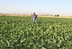 Muş Ovası'nda 2 milyarlık dev yatırım: 300 bin ton pancardan 42 bin ton şeker üretilecek!