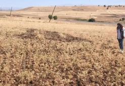 Ağın’da yüzde 75 hibe desteğiyle dağıtılan tüylü nohutta hasat başladı