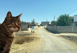 Diyarbakır'da kuduz vakası! Köyde kedinin ısırdığı 4 yaşındaki çocuk entübe edildi