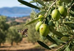 Erdek’te zeytin üreticilerine kritik uyarı! Verim ve kalite kaybına neden oluyor