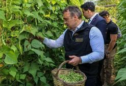 Bilecik'in tescilli Pazaryeri Boncuk Fasulyesi'nde hasat sezonu başladı