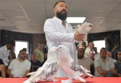 Şebap güvercinleri Erzurum'da podyuma çıktı! Her biri daire fiyatına alıcı buluyor