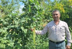 Yayla havasında yetişiyor, Kapış kapış satılıyor: Toptancıların gözdesi oldu! Günlük 4 ton satış yapılıyor