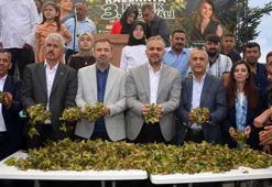 Fındık festivali bu sefer Karadeniz'de düzenlenmedi! Akdeniz bölgesinde yıllık üretim 200 tonu buldu