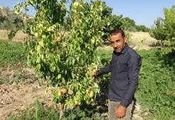 Malatya'da kayısıya yeni rakip! Erkenci hasat başladı, alternatif ürün oldu