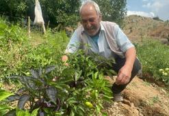 Elazığ'da Meksika ve Peru kökenli mor biber yetiştirildi: Görenler şaşırıyor tadı lezzetli