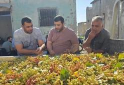Şanlıurfa'da bir günün bedeli: Fıstık hasadı başladı