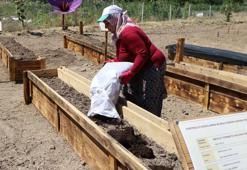 Dünyanın en pahalı baharatı için 7 AR-GE projesi geliştirildi