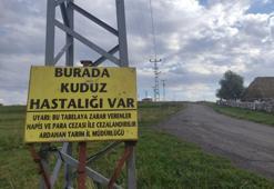 Kuduz nedeniyle mahalleye giriş çıkışlar yasaklandı