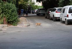 Uzmanından kritik kuduz uyarısı! Kedi tırmalamasıyla da bulaşabilir