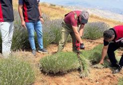 Kemah’ta 3 dekarlık alanda mor bereket: Lavanta hasadı başladı