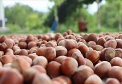 Fındıkta hasat başladı, gözler fiyatlarda: Ordu, Giresun, Trabzon'da fındık kaç TL?