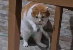 Susayan kedi hortumu patileriyle kaldırıp, su içti