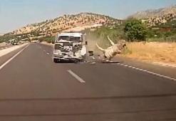 Kahta'da kamyonetin çarptığı eşek metrelerce havaya fırladı