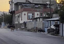 Gaziantep'te tedirgin eden görüntü! Başıboş sokak köpekleri sürü halinde