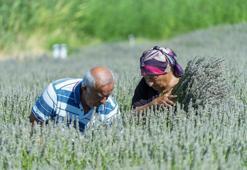 Üretici umutla yetiştirdi, gözyaşlarıyla anlattı! Yaşlı çiftin lavanta bahçesindeki hüzünlü bekleyişi