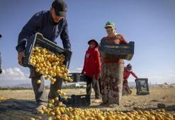 Kayısıyı sadece üreten kazanmıyor: Tarla ile market arasında 9 kat fark var, kritik döneme girildi