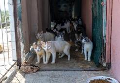 Mersin'de ağır koku ihbarına giden ekipler şaşkına döndü! Tek bir evde tam 100 tane bulundu