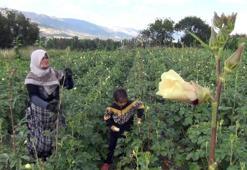 Burada aracı yok, doğallık var! Çiftçi hem üretiyor hem satıyor