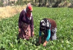 Çorum'da 12 köyün geçim kaynağı! Aracı yok, doğallık var: Çiftçi hem üretiyor hem satıyor