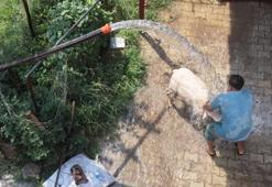 Adana’da kavurucu sıcaklara karşı ilginç çözüm! Koyun ve keçilerini böyle serinletiyor