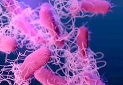 Belçika'da yumurtalarda salmonella vakası tespit edildi: En az 300 kişiye bulaştı