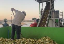 Şanlıurfa'da 'yeşil altın' mesaisi başladı: Tescilli Urfa keten köyneği ve antep fıstığında hasat heyecanı!