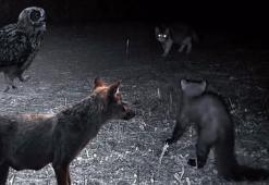 Ganos Dağları'nın gizli yaşamı kamerada! Fotokapan birbirinden özel anları böyle kaydetti