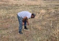Hayvanlarını otlatırken buldu! Tarladan bakliyat değil miras fışkırıyor