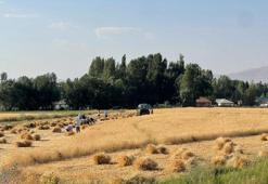 Hakkari'de asırlık gelenek: Yüksekova'da imece usulü hasat dönemi devam ediyor