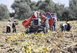 Sezonun ilk çerezlik ayçiçeği hasadı başladı! Üreticiler umutlu