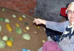 Sadece Bursa'dan çıkıyor, tarlada görenler yüzüne bakmıyor! Hırsız almaz'ın fiyatı altını solladı