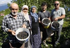 Gümüşhane’de deneme amaçlı ekildi, üretim patladı! Fındığa alternatif, üreticiye yeni kazanç kapısı oldu