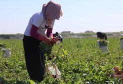 Konya’da çiftçi bu ürüne yöneldi: 45 günde yetişiyor, kilosu 20 TL