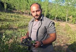 3 yıl önce 7 dönüme dikti, şimdi ilk büyük hasada hazırlanıyor: Kilosu 400 TL